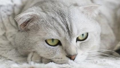 kaiyun体育app-巴黎FC客场不敌里尔，遭遇失利，巴黎fcvs