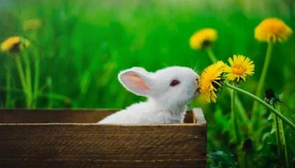 KAIYUNAPP-瑞士男足在巴黎奥运会上表现出色，赢得多场比赛，瑞士男足世界排名多少