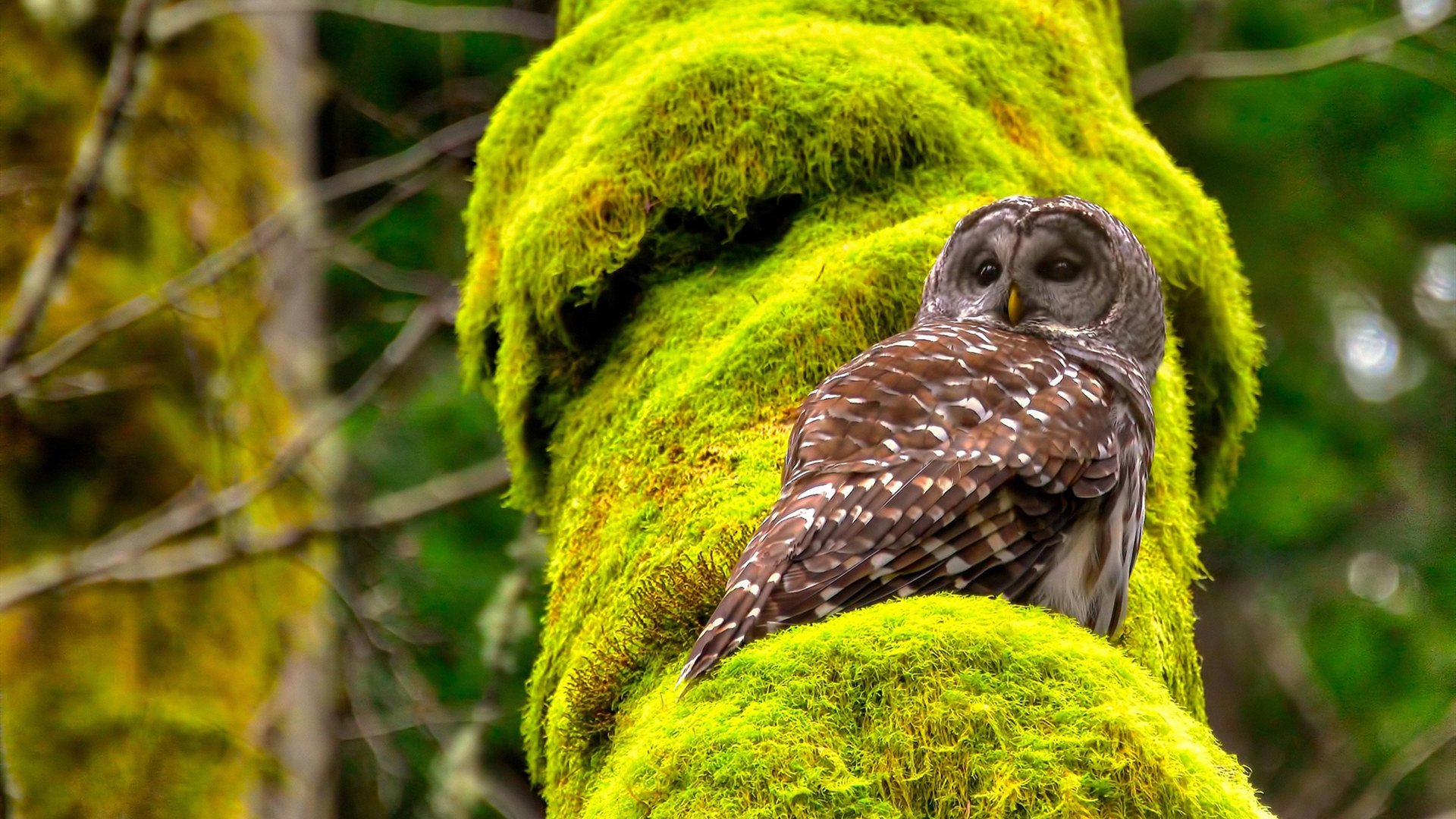 kaiyun中国官方网站-新加坡队赛制策略：团体赛事中的战术调整与人员配置，新加坡邀请赛决赛视频