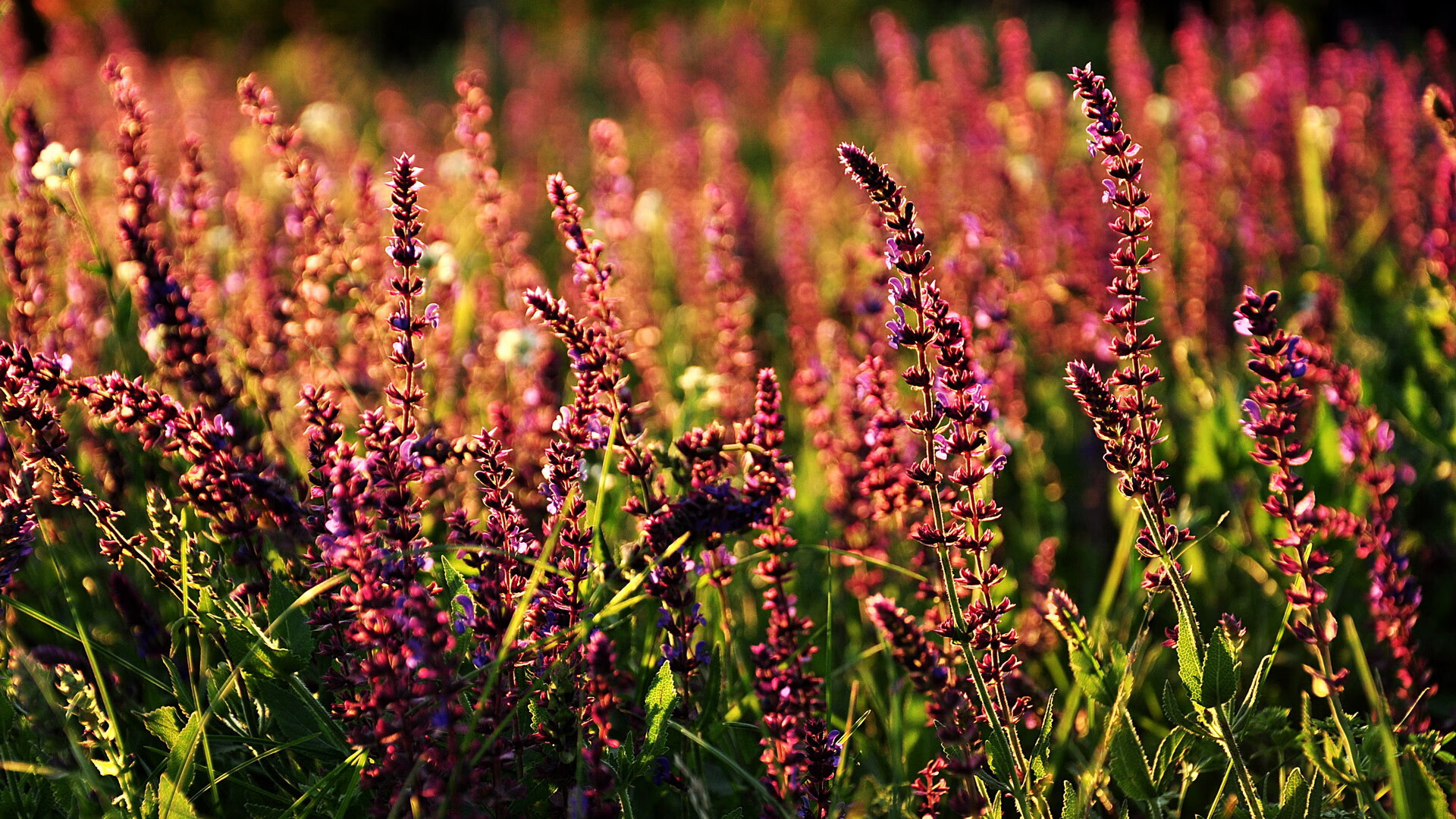 开云平台-中国男篮推动高水平友谊赛提升实战经验，中国男篮 迎战