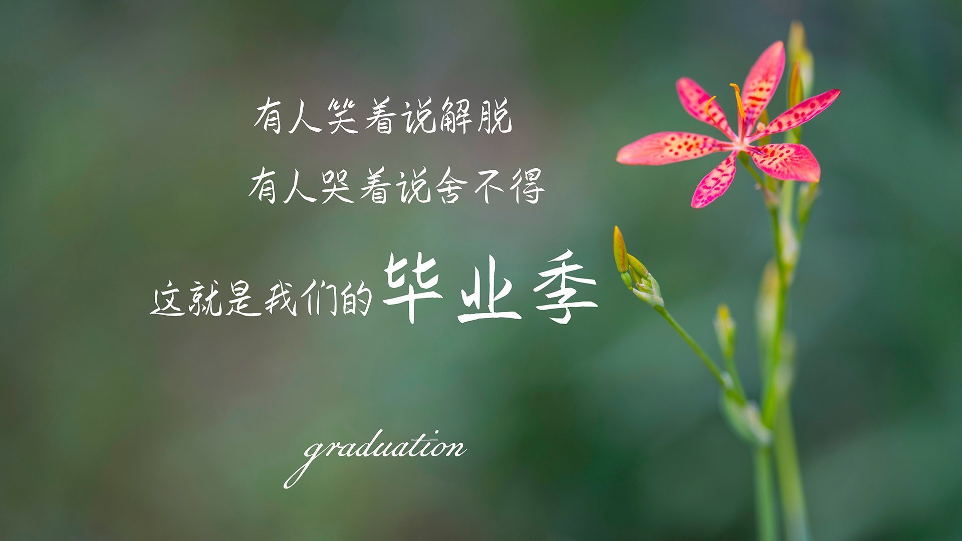 跳水组合协作紧密突尼斯晋级四强，吉尼斯跳水